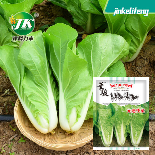 New Light Speed Fast Vegetable Cabbage Heat and Moisture Re