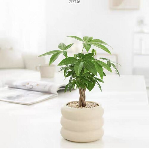 FortuneTreePotPlantsIndoo