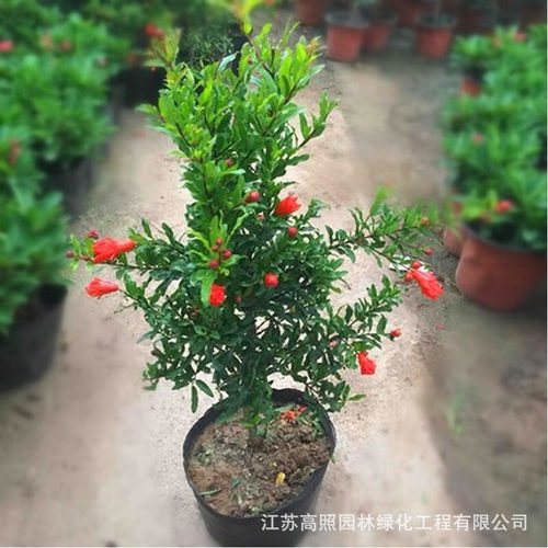 Newindoorbonsaiflowerseed