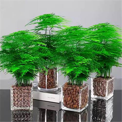 WenzhuPotEasyPlantsIndoor