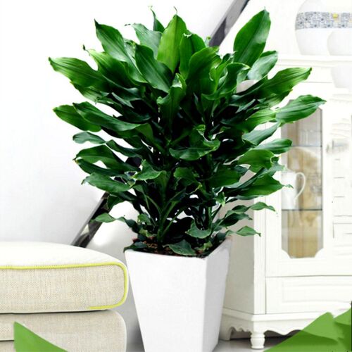 Largethreadedironplantpot