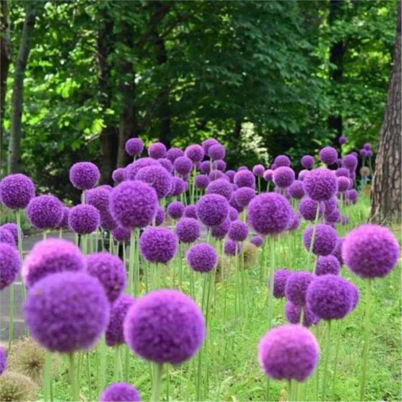 Scallion seeds, potted flowers, cold resistant scallion see