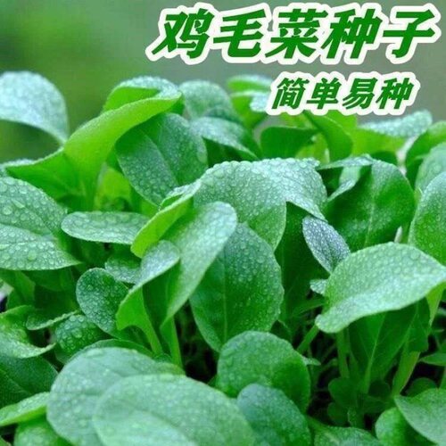 New dish: 18 day fast growing chicken feather vegetable pot
