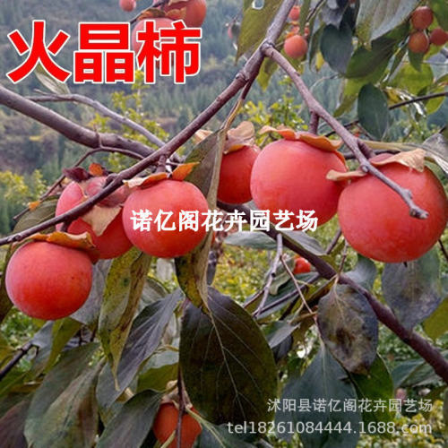 New Fire Pot Seedlings Thin Skin Non Red Lantern Seedlings