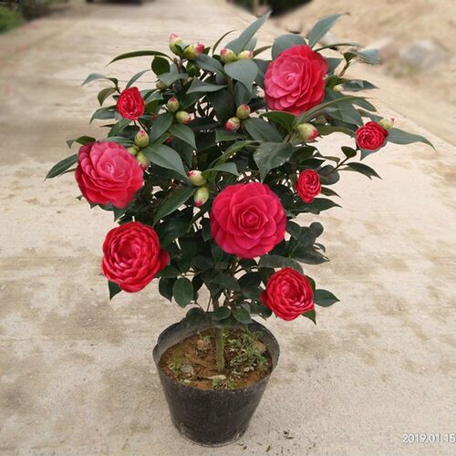 Camelliapotredcamelliasee