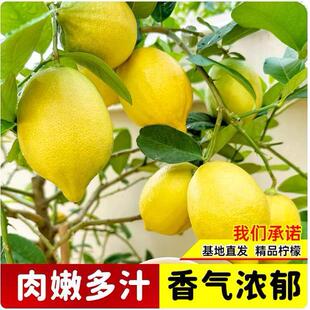 New sapling pot edible indoor planting fruit seedless green