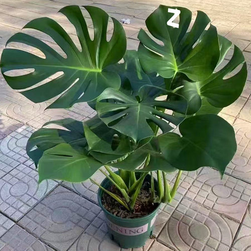 Turtlebackedbambooevergree