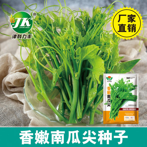 南瓜尖种子食用藤茎叶菜园蔬菜种