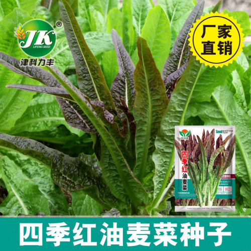 New Red Oil Wheat Vegetable Purple Willow Leaf Clear Vegeta