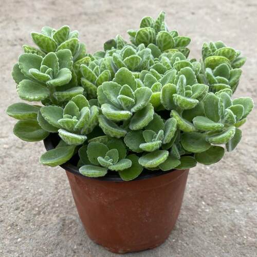 Touchapotofrosemaryplant