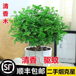 New Authentic Pepper Wooden Pot Indoor and Outdoor Grass Pl