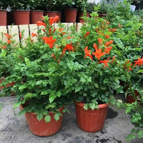 Largeflowersclimbingwalls