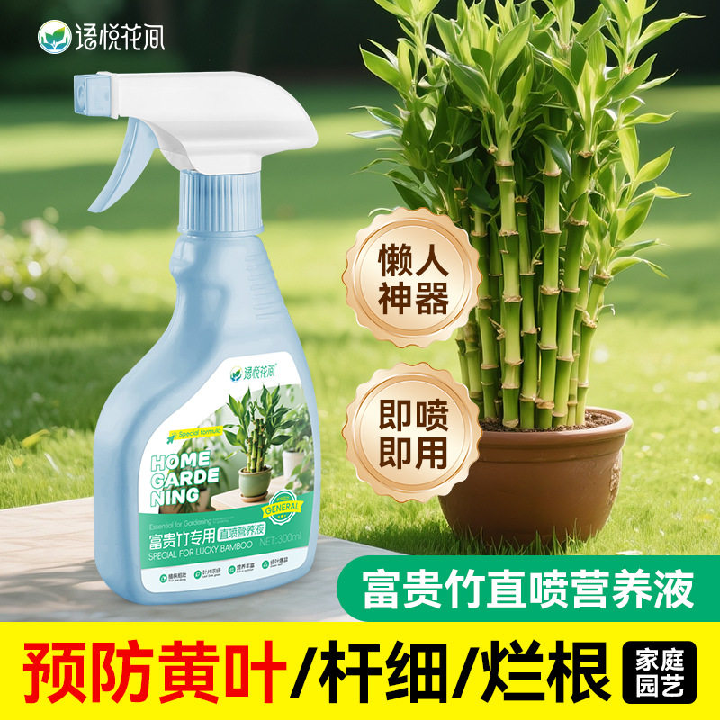 New Aishangke Dracaena sanderiana Yingye Green Plant Specia - 实物图