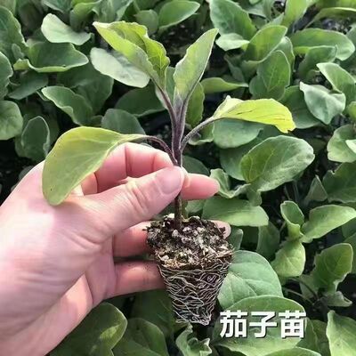 茄子苗黑紫红长茄圆茄蔬菜苗辣椒