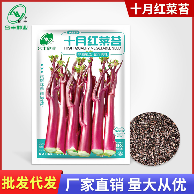 October Red Cabbage Moss Seed Red Cabbage Heart Seed Vegeta