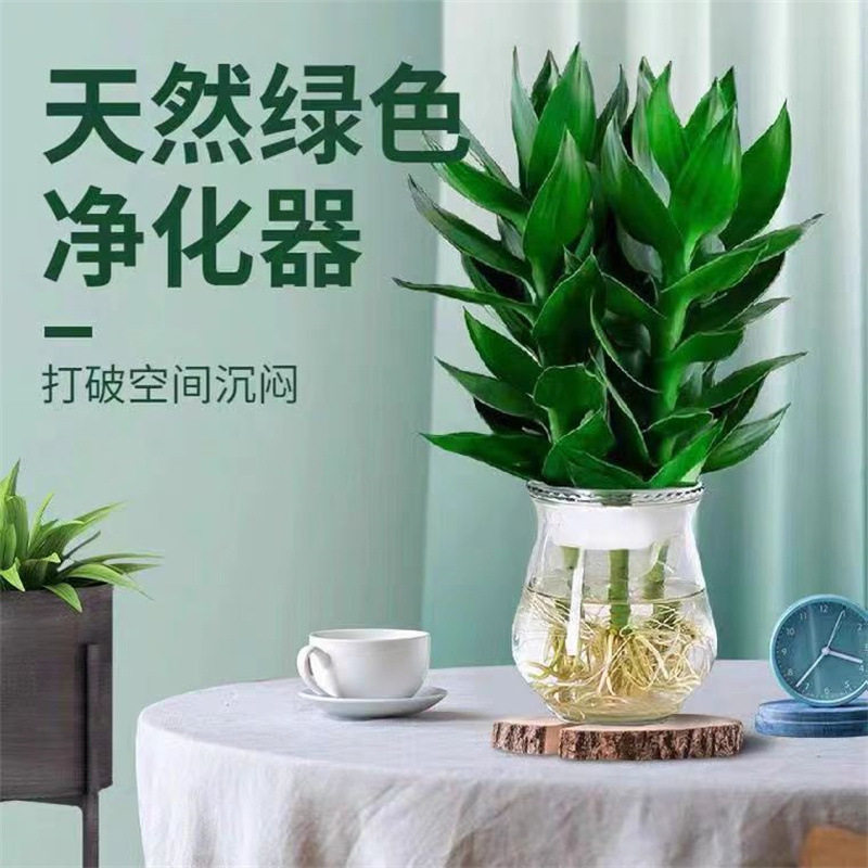 Guanyinzhu Dracaena sanderiana plants with roots, green pla - 实物图