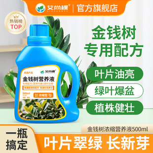 Aishangke Money Tree Special Camp Liquid Horticulture Green