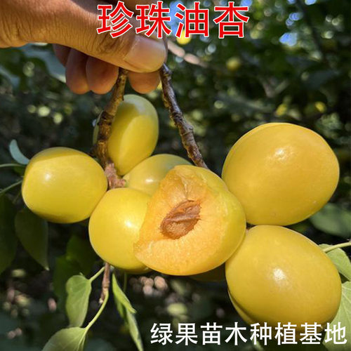 GuozhenOilApricotSeedlings