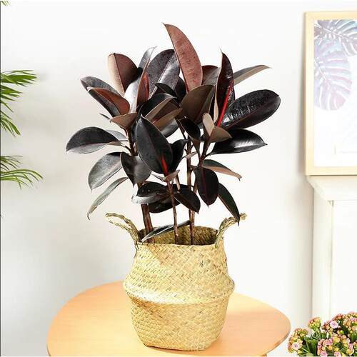 NewBlackDiamondGreenPlant