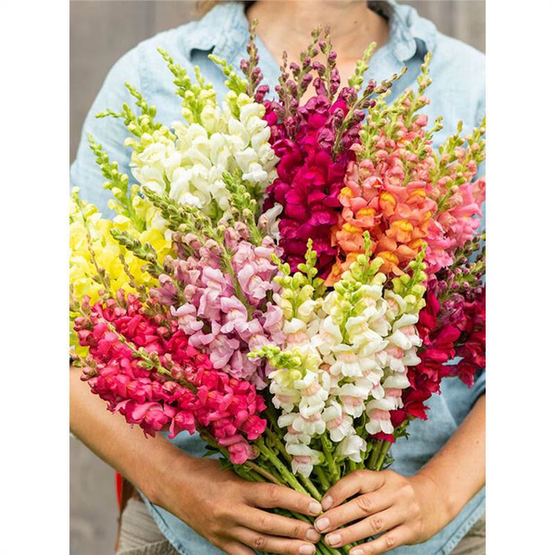 Goldfish seeds, autumn sowing, dragon head flowers, perenni