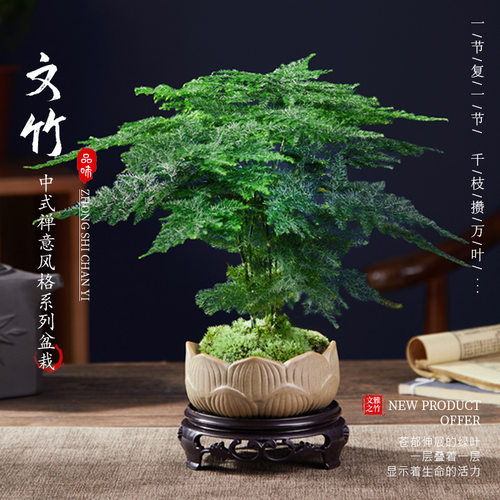 NewWenzhuPotPlantsIndoor