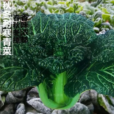 small model toy， Suizhou Bubble Green Hangzhou Wrinkled Le
