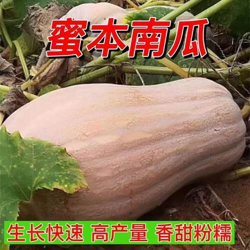 New Honey Bun High Quality Vegetables, Melons, Fruits, Old