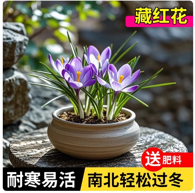 Saffron Seed Balls Saffron Medicinal Saffron Seed Balls Can