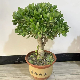Yushu Pot Indoor Large Succulent Plants Large Old Stakes Co