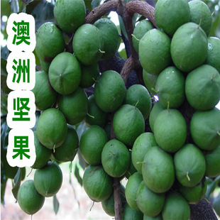 Hawaiian seedlings, Australian nut seedlings, Guire No.1 tr