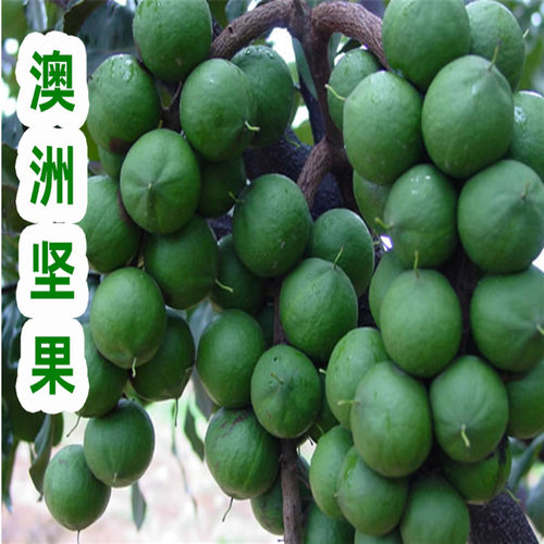 HawaiianseedlingsAustralian