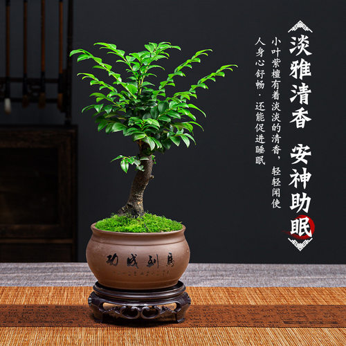 Smallleavedrosewoodbonsai