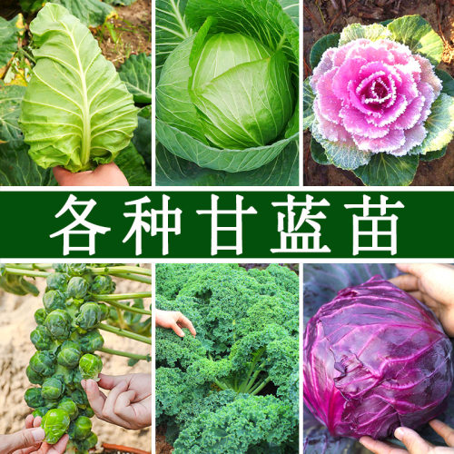 Green Cabbage Sprout Vegetable Sprout Vegetable Big Head Ca