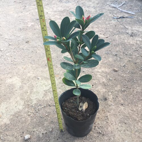 NewRhododendronRedMountain