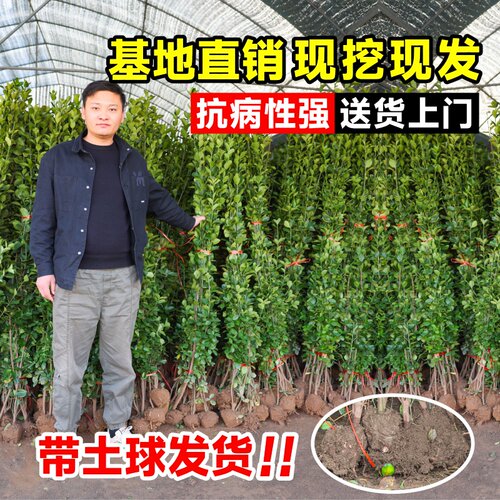 GreenfenceHokkaidoboxwood