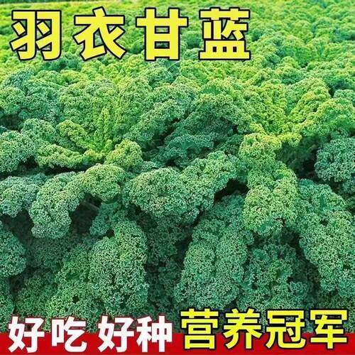 New Green Kale Vegetable Balcony Pot Autumn Self made Veget