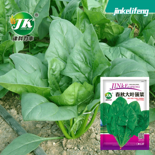 Spinach, spring and autumn vegetables, spinach, vegetable,