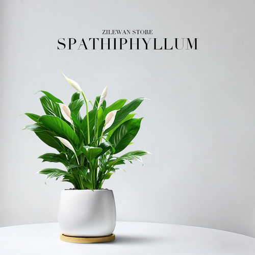 Smoothsailingwhitepalmpot