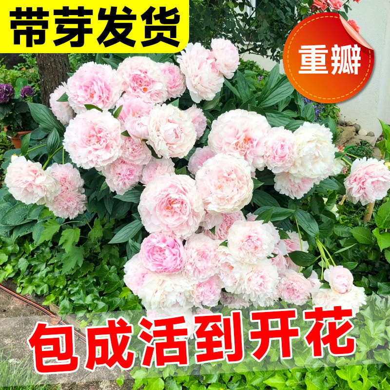 Peony root block with roots Peony flower root ball Green pl - 实物图