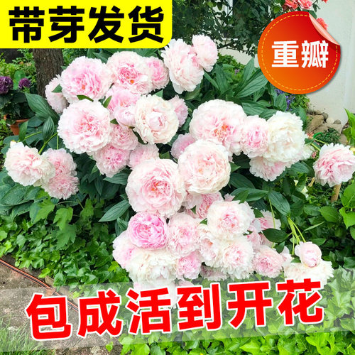 PeonyrootblockwithrootsP