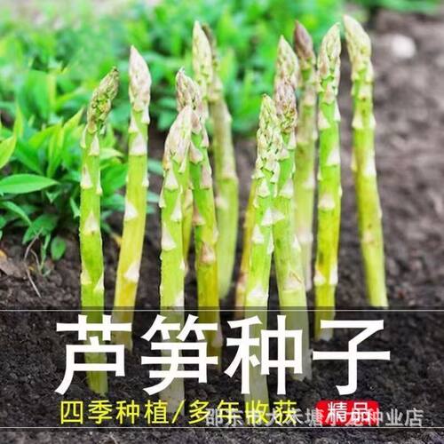 Green Asparagus Plant King Authentic Heat and Cold Resistan