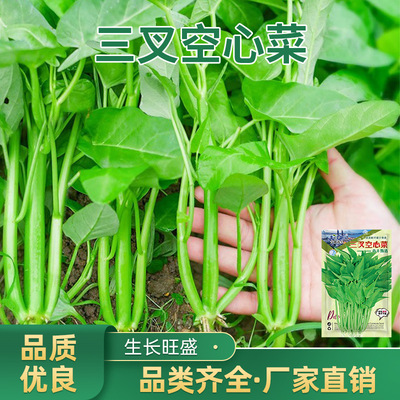 三叉空心菜种子柳叶通心菜种子蔬
