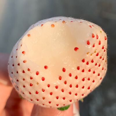small model toy， Cream white strawberry fruit strawberry