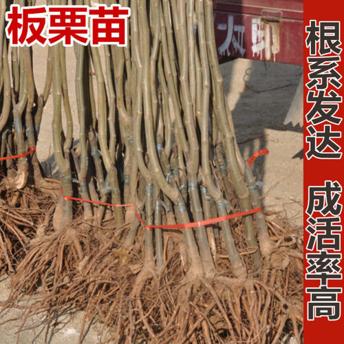 SeedlingsDahongpaoChestnut