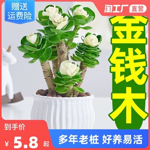 New wooden basin, wealth tree, old pile, succulent plant, s