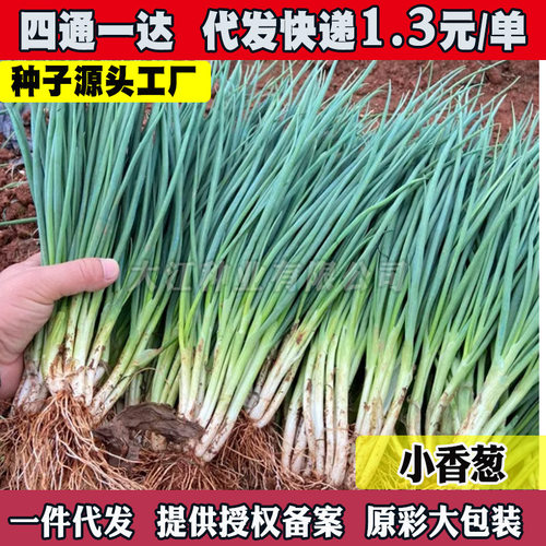 小葱种子嫩绿种葱籽盆农家蔬菜小