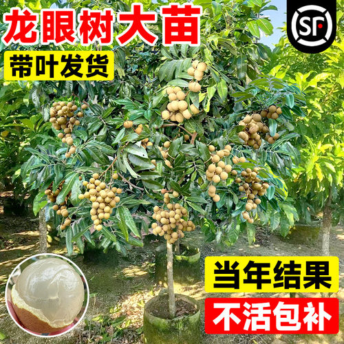 NewLonganTreeChishiXiaGu