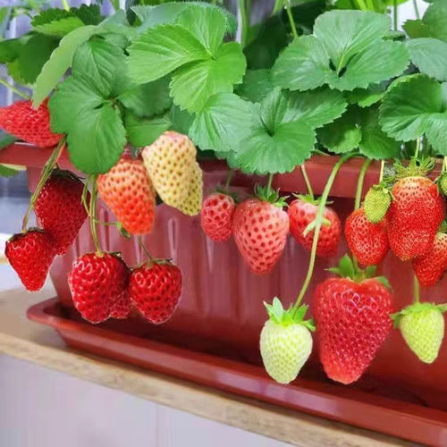 Seedlingscreamstrawberries