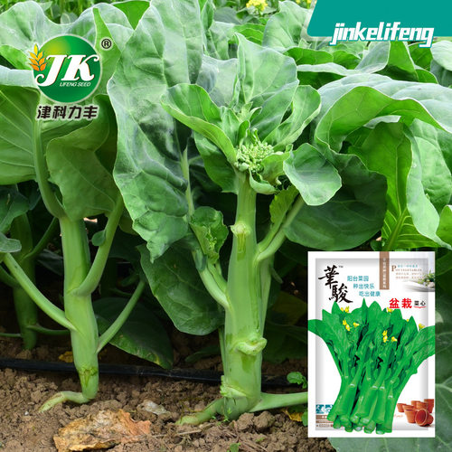 Huajun Pot Vegetable Heart Guangdong Four Nine Vegetable Mo