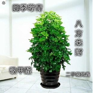 Indoor duck footed wooden octagonal wealth pot seven leaf l